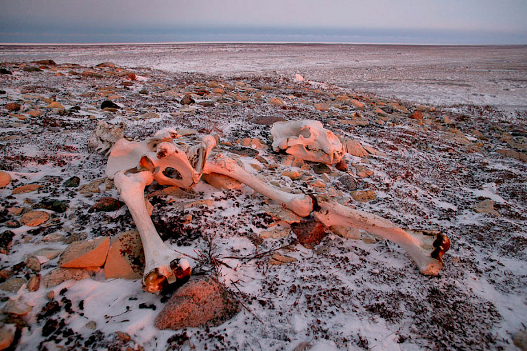 Skelet van een ijsbeer.