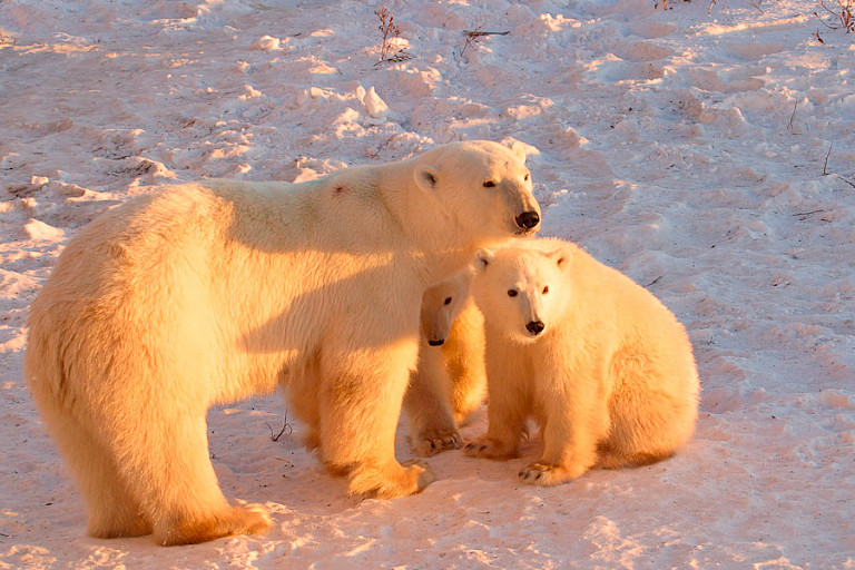 Moederbeer met jongen, Churchill.