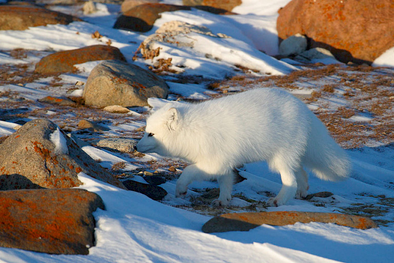 Poolvos op de toendra bij Churchill.