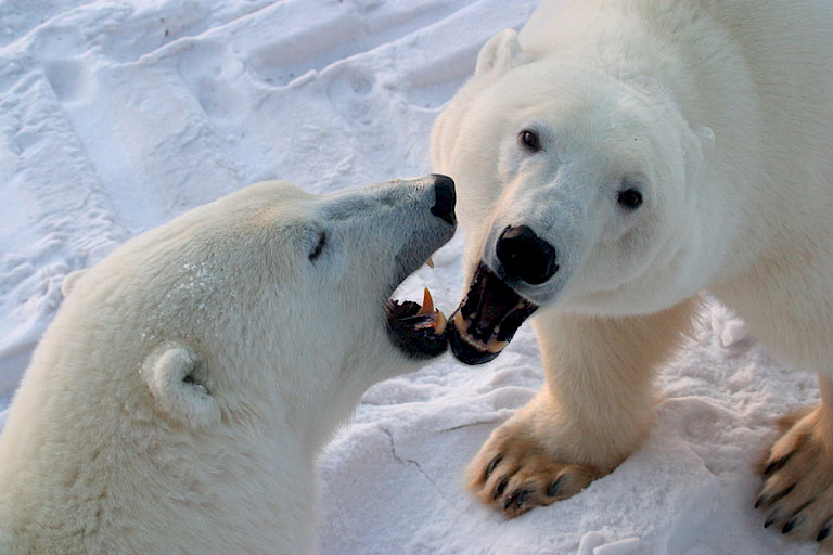 Jonge mannetjesberen voeren schijngevechten uit op de toendra.