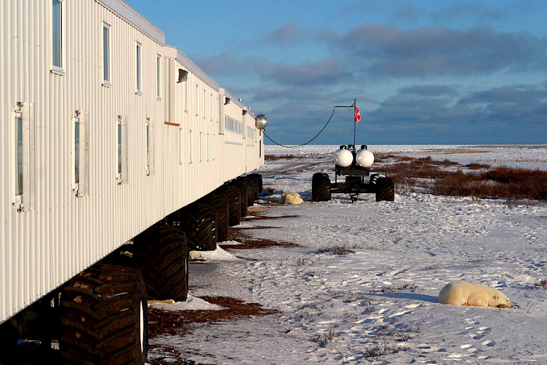 Jonge ijsberen bij de Tundra Buggy Lodge.