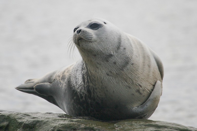 Gewone zeehond bij de westkust van Spitsbergen.