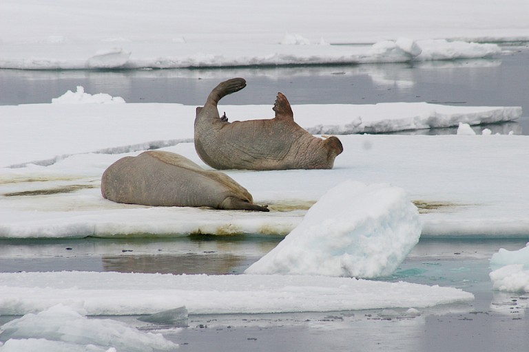Walrussen op het ijs.