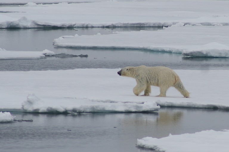 IJsbeer op het pakijs.