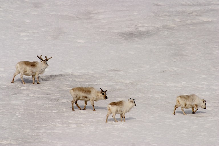 Groepje rendieren op een besneeuwde toendra, Spitsbergen.