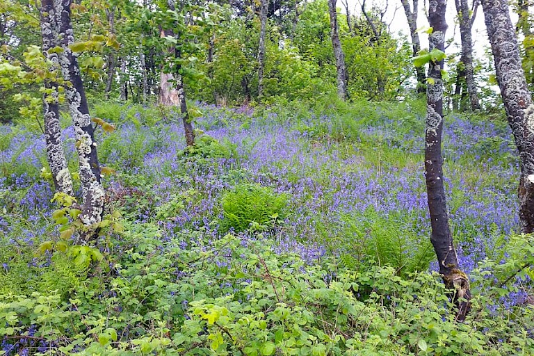 Berkenbos met Blue Bells.