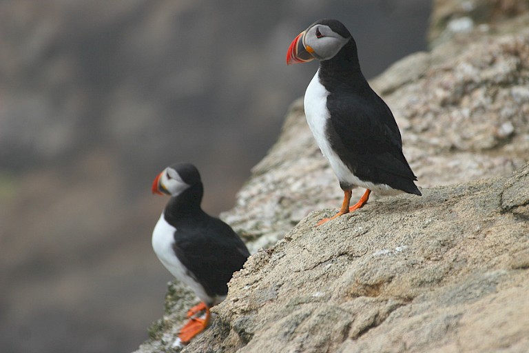 Atlantische papegaaiduikers.