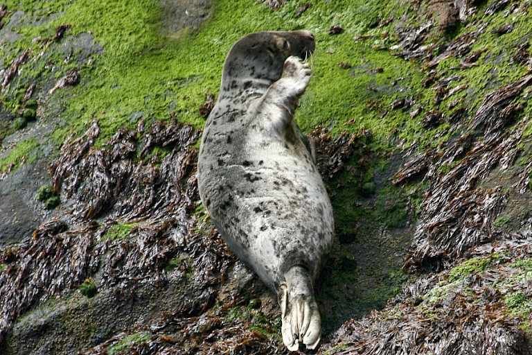 Gewone zeehond.
