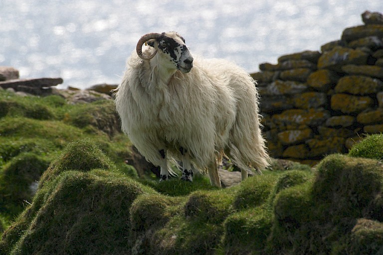 Soayschaap op St. Kilda.
