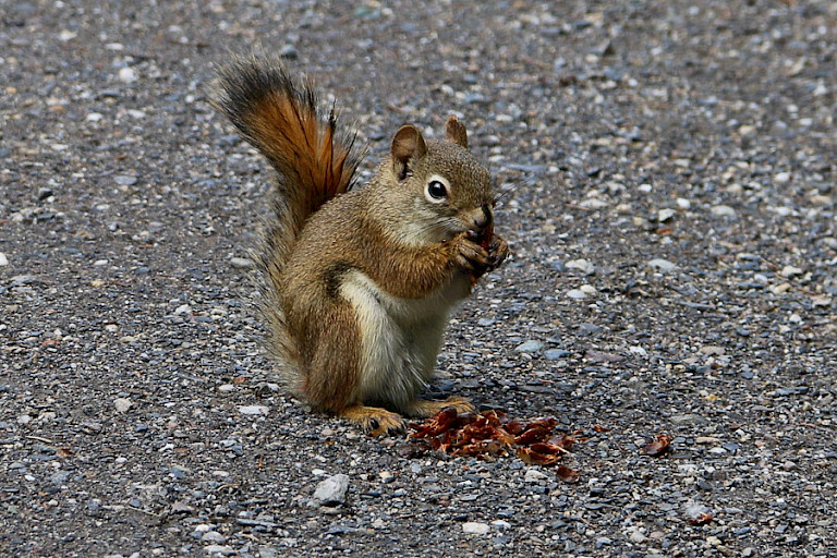 Eekhoorns zijn overal te vinden.