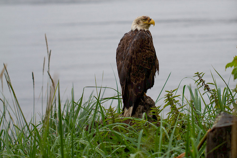Zeearend bij Valdez.