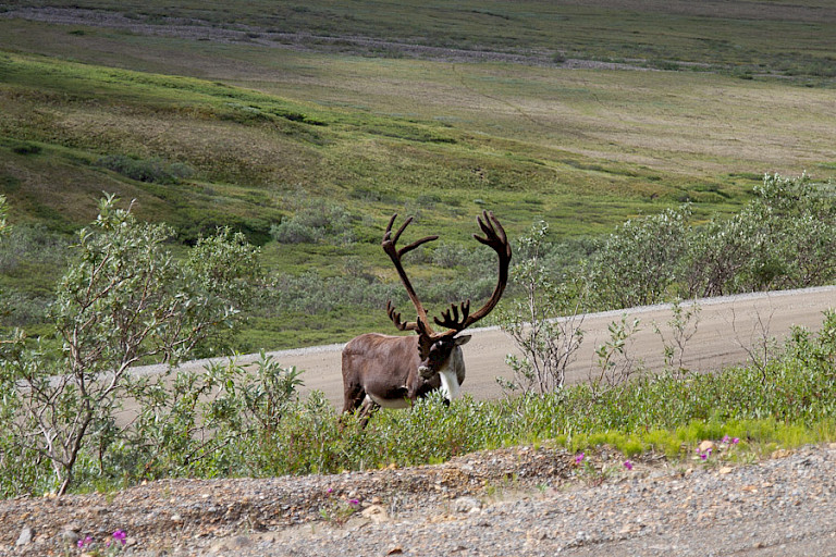 Kariboe in Denali NP.
