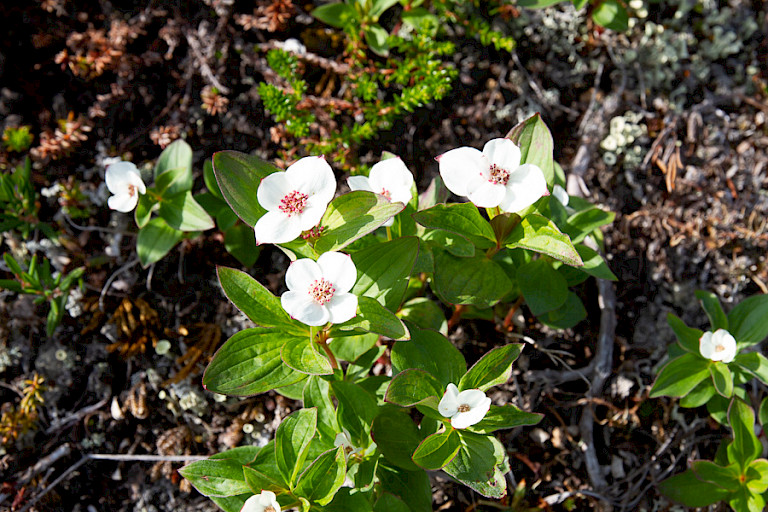 Kornoelje in Denali NP