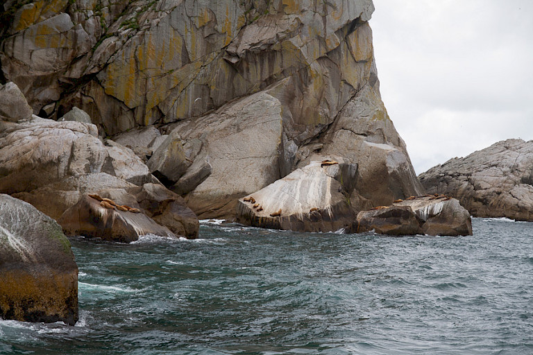 De boottocht door het Kenai NP gaat o.a. langs enorme rotsen waarop zeeleeuwen liggen.