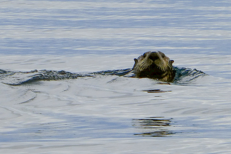 Zeeotter bij Seward.