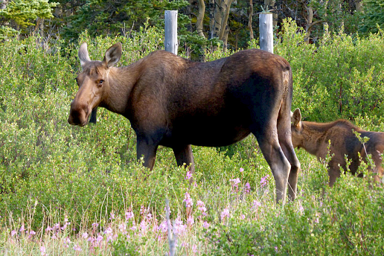Eland met kalfje.