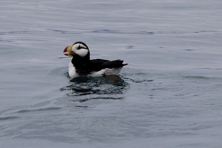 Gehoornde papegaaiduiker, Inside Passage, Alaska.