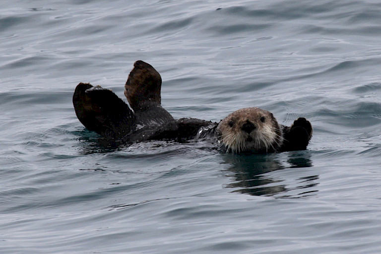 Zeeotter net buiten Sitka, Inside Passage, Alaska