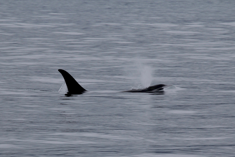 Orka in Frederick Sound, Inside Passage, Alaska.
