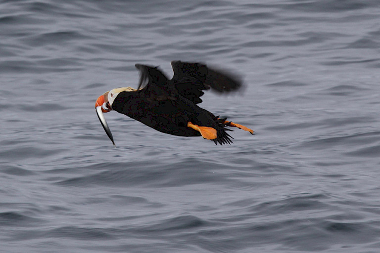 Kuifpapegaaiduiker, Inside Passage, Alaska.