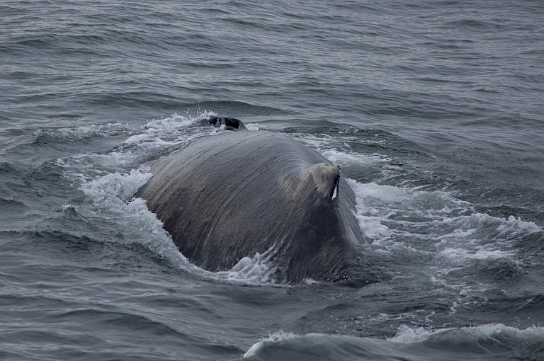Onderduikende Bultrug, Frederick Sound, Inside Passage, Alaska.