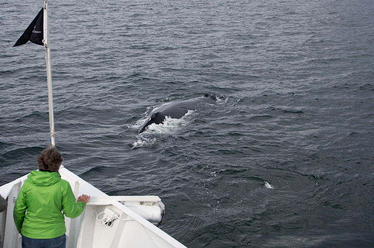 Walvissen kijken vanaf de boeg, Inside Passage, Alaska.