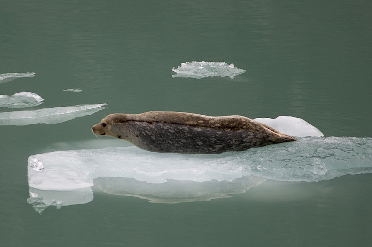 Gewone zeehond op een ijsschots, Inside Passage, Alaska.