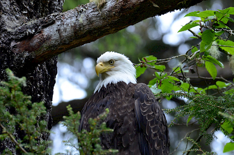 Amerikaanse zeearend in Sitka, Inside Passage, Alaska.