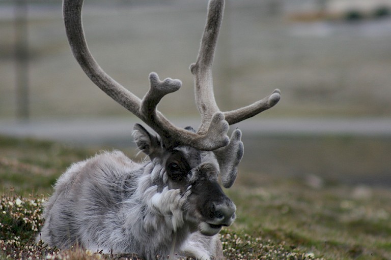Spitsbergen rendier.