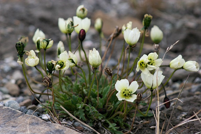 Spitsbergen papaver.