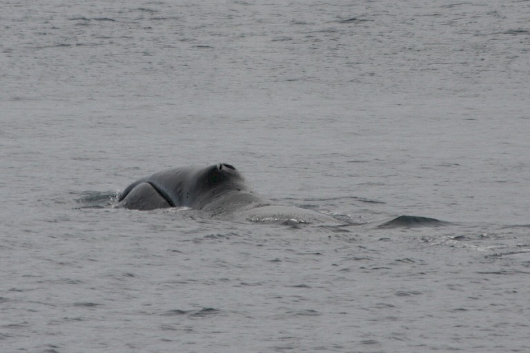 Groenlandse walvis bij de noordoostkust van Spitsbergen.