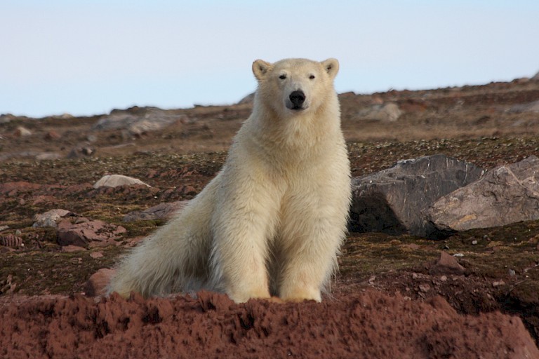 Nieuwsgierige ijsbeer op het land, Spitsbergen.