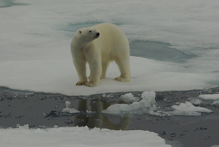 IJsbeer op het pakijs in het noordoosten van Spitsbergen.