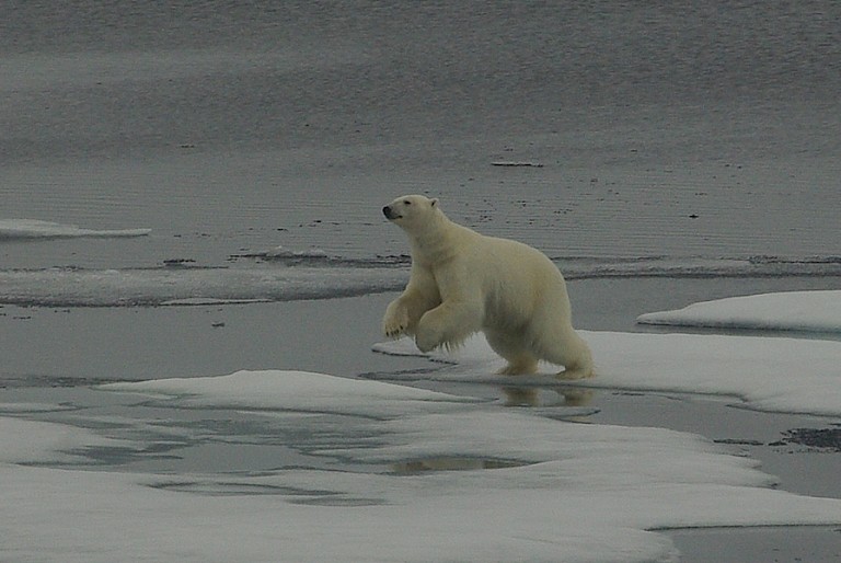 IJsbeer springend van ijsschots naar ijsschots, Spitsbergen.