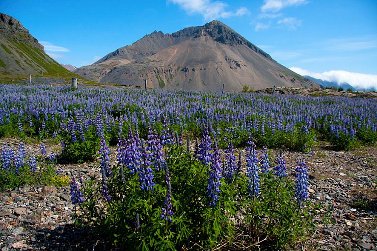 Op veel plaatsen op IJsland bloeien in de zomer Wilde lupinen.