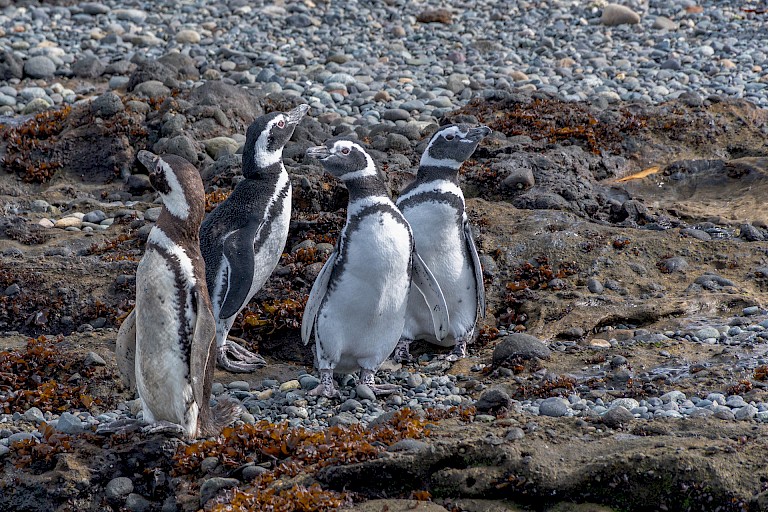 Magelhaenpinguïns op Conejo