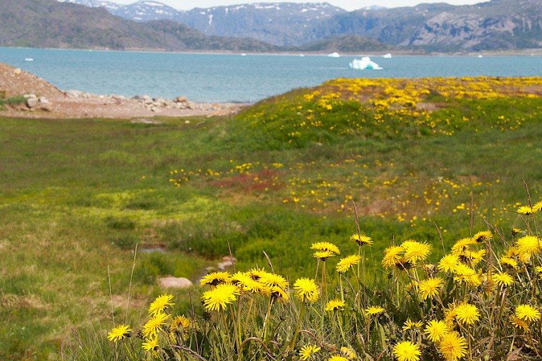 Paardeboemen kleuren het landschap geel in Zuid-Groenland.
