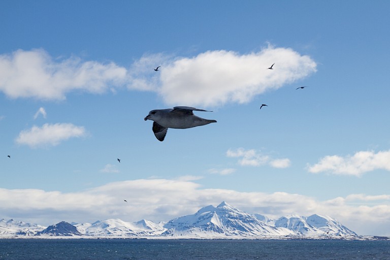 Kustlandschap op weg naar het noorden met een Noordse stormvogel.