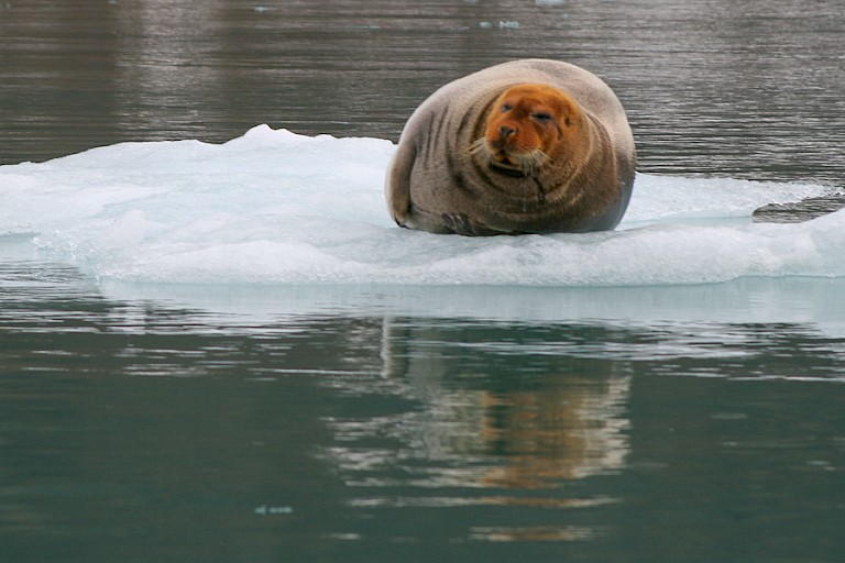 Baardrob op een ijsschots.