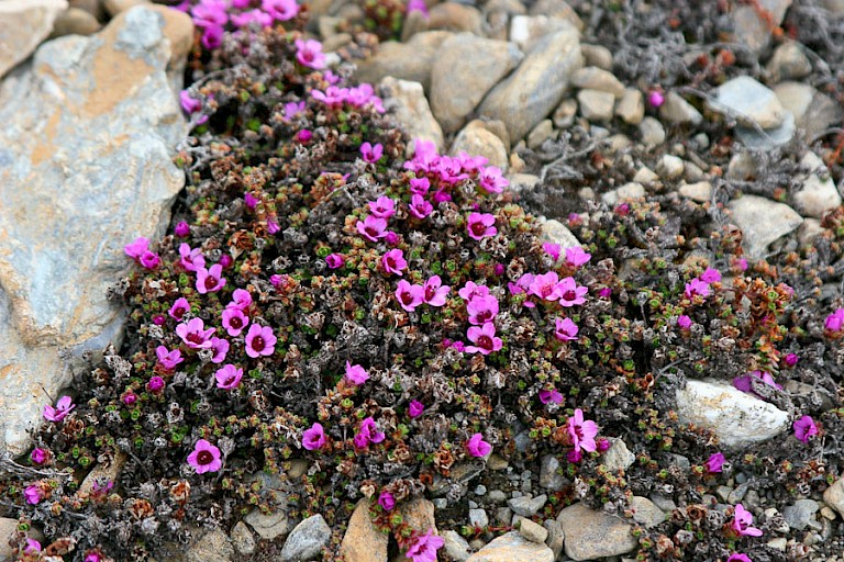 De Zuiltjessteenbreek is een van de eerste planten die kleur geeft aan Spitsbergen.