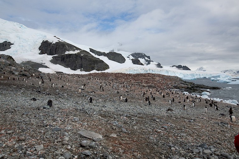 Ezelspinguïnkolonie