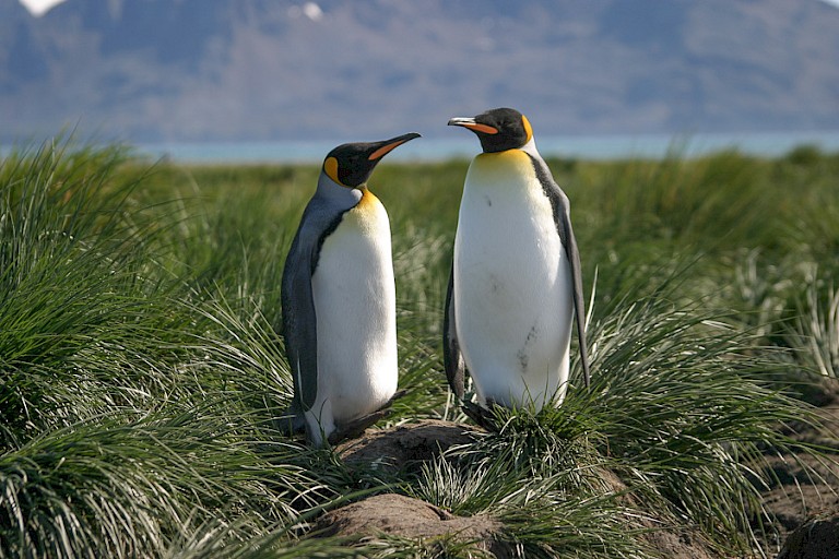 Koningspinguïns