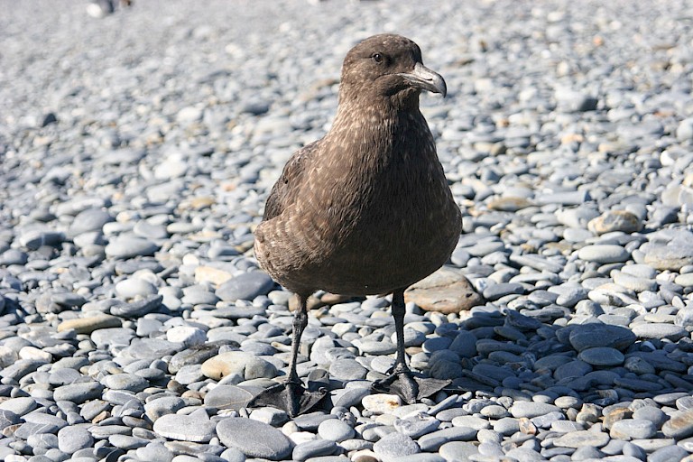 Subantarctische jager.