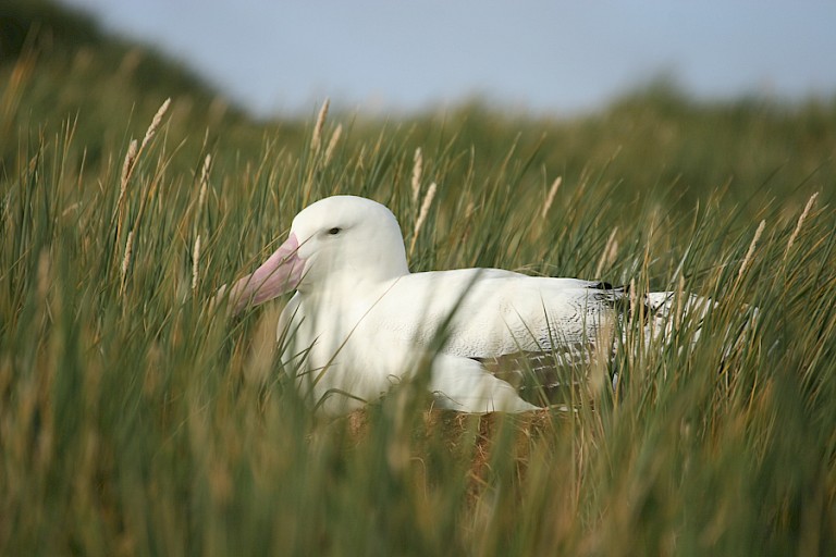 Reuzenalbatros op Prion.