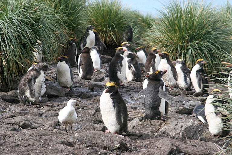 Macaronipinguïns op Godthul Bay