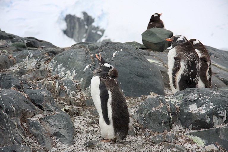 Bijna volgroeide Ezelspinguïnkuikens