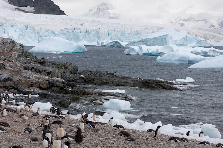 Ezelspinguïnskolonie op Cuvervill