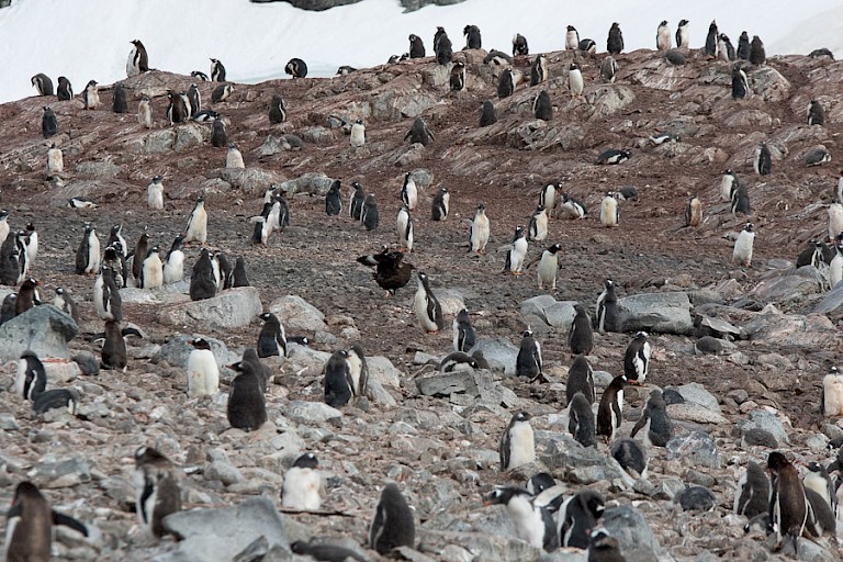 Ezelspinguïnkolonie.