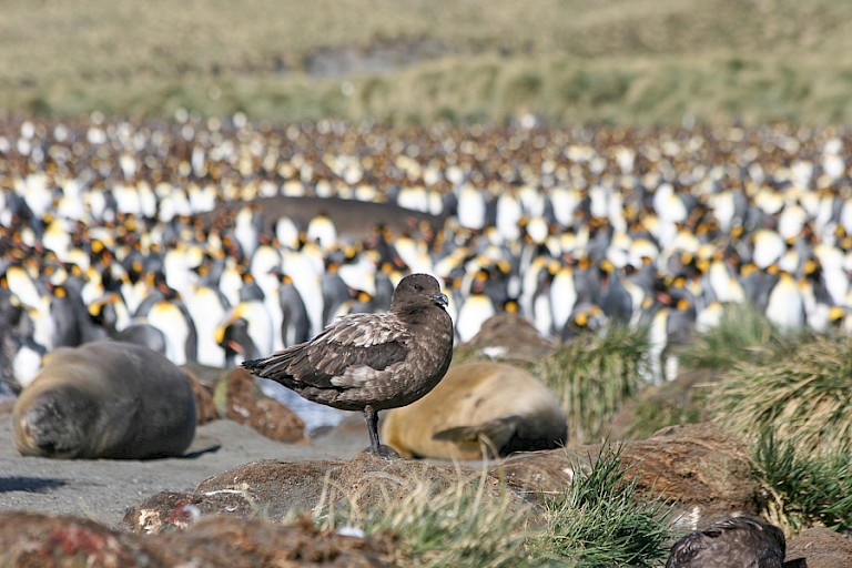 Koningspinguïnkolonie met Zeeolifanten en Subantarctische jager op de voorgrond.