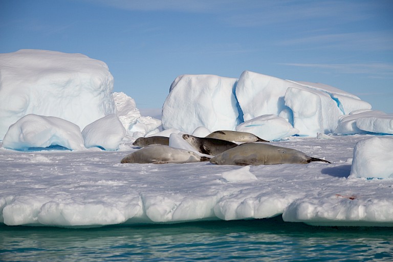 Kreefteneters liggen uit te rusten op een ijsplaat.